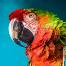 Icône de The Parrot